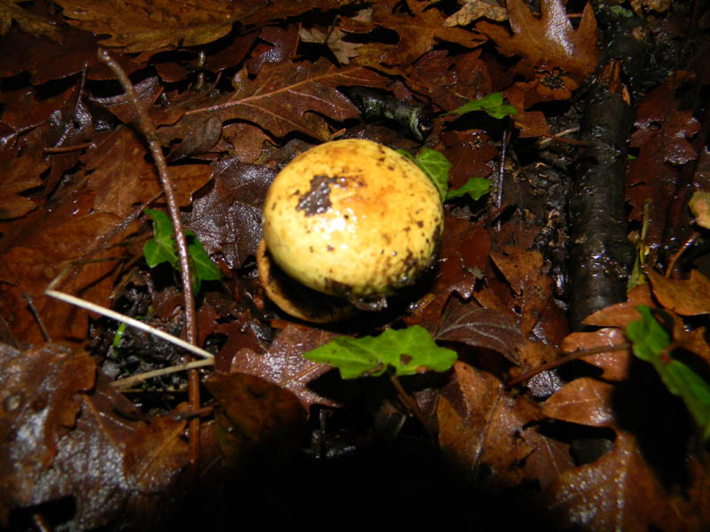 Cortinarius fotog. il 30.11.2010.